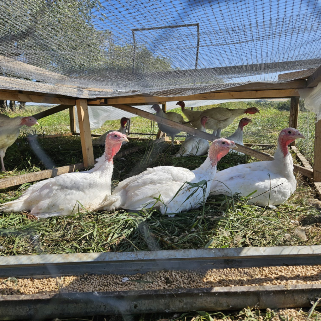 turkeys at sunset pastures